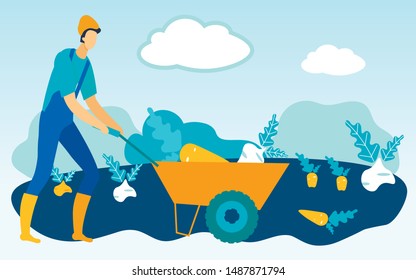 Man Carries on Trolley Vegetableson Garden. Carrot and Beet Harvest. Vector Illustration. People on Farm. Natural Products. Harvest. Farm Products. Man in Yellow Hat Grow Vegetables. Farm Business.