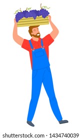Man carrying wooden container with bunches of grapes isolated cartoon person. Vector person gathering vineyards on plantation, viticulture and winemaking industry