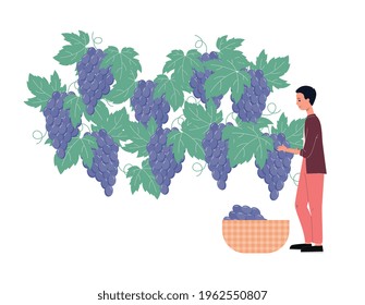 Man cartoon character picking ripe grapes in vineyard, flat vector illustration isolated on white background. Grape fruits harvest phase for the wine industry.