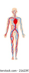 Man circulatory system anatomy. Vector illustration