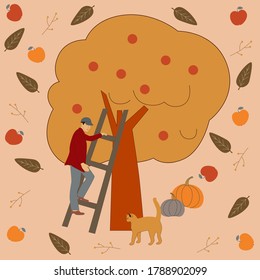 A man collects apples from a tree in an autumn garden. The collective farmer collects apples from the ladder. Autumn leaves fall. in the background. Vector illustration.