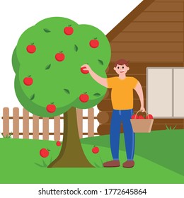 A man collects apples from a tree and puts them in a basket. Picking apples at your site. Harvesting near his home.