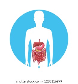 man digestive system