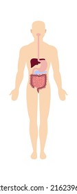 Man digestive system anatomy. Vector illustration