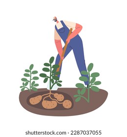 Man Digging Up Fresh Potatoes From The Ground, With A Shovel. Image Promoting Gardening, Agriculture