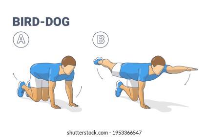 Man Doing Bird Dog Exercise To Train His Core Muscle Guidance. Illustration About Male Workout Position For Abs Six Pack.