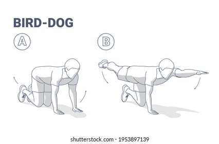 Man Doing Bird Dog Exercise To Train His Core Muscle Guidance. Illustration About Male Workout Position For Abs Six Pack.