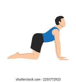 Man doing Cow pose Bitilasana exercise. Flat vector illustration isolated on white background