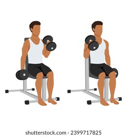 Man doing seated dumbbell bicep hammer curls exercise. Flat vector illustration isolated on white background