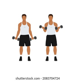 Man doing standing dumbbell bicep curls. Flat vector illustration isolated on different layers. Workout character