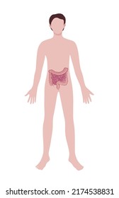 Man with drawn bowel on white background. Anatomy concept