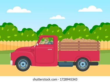 Man driving lorry with potato harvest on a rural field road against a wooden fence and green trees. Red car with vegetables on hind carriage rides from farm to town. Summer landscape with green trees