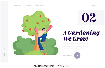 Man Farmer Pick Apples to Basket. Male Gardener Character Harvesting Ripe Fruits from Organic Tree in Garden, Healthy Nutrition Website Landing Page, Web Page. Cartoon Flat Vector Illustration, Banner