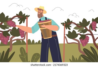 Man farmer picking grape harvest in vineyard garden. Young guy with basket harvesting fruits on farm plantation. Summertime farming and gardening concept. Cartoon flat vector illustration