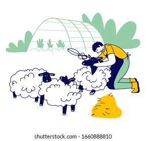 Man Farmer Shearing Sheep for Wool. Sheepshearer Character at Working Process on Farm. Shearer Man Removing Sheep Wool. Ewe Having Fleece Sheared Off. Cartoon Flat Vector Illustration, Line Art