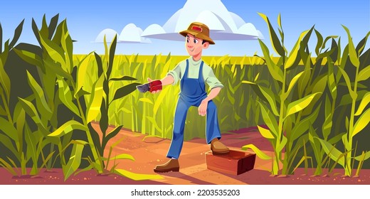 Man farmer work on corn field, countryman with pruner and wooden box collecting crop. Harvesting, farming concept with villager on summer maize meadow landscape background, Cartoon vector illustration