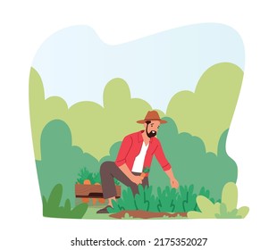 Man Farmer Working on Ranch Garden Bed Harvesting Carrot and Greenery in Wooden Box. Gardener Male Character Collecting Ripe Vegetables, Healthy Farm Production. Cartoon Vector Illustration