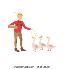Man Feeding Three Geese With Seeds