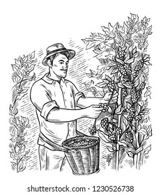 man gatherer harvests coffee at coffee plantation landscape in graphic style hand-drawn vector illustration.