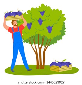 Man gathering grapes on vineyard plantation isolated cartoon person. Vector viticulture and winemaking industry, male farmer gather crops in wooden containers