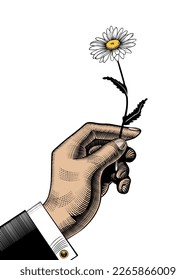 A man gives a flower. The hand giving the daisy flower. Vintage engraving stylized drawing. Vector illustration.