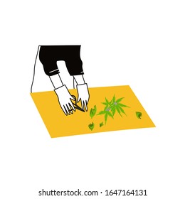 un hombre con guantes clasifica a Ganges en un laboratorio de pruebas. Los cultivadores de cannabis en una granja o en un invernadero cultivan marihuana. С cultivo de anabis, cultivo del CDB, cultivo de sol en el interior o concepto de invernadero.