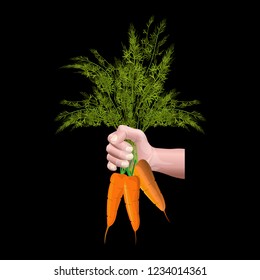 Man hand holding carrots. Vector illustration isolated on black background