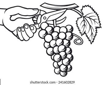 man hands harvesting grapes 