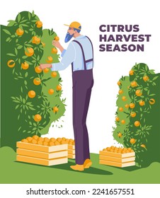 A man harvest some fruits from bushes to wooden boxes. The concept of life of agriculture, harvest and agriculture. Flat vector illustration