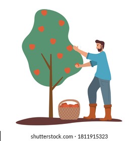 The man is harvesting apples. Fruit tree. Ripe red apples basket.Flat Illustration vector.Picking apple.