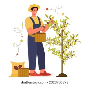 Man harvesting coffee crop concept. Man in overalls picks up coffee grains and puts them in basket. Farming and agriculture. Young guy with plant. Cartoon flat vector illustration