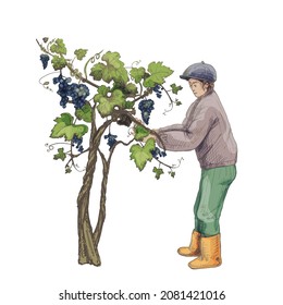 Man harvesting the grapes on vineyard. Vintage color hatching illustration. Isolated on white background. Hand drawn design element for label and poster
