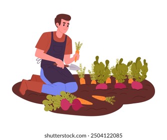 Man harvesting. Male farmer work crop vegetables, beets and carrots flat vector illustration. Agriculture farm work scene