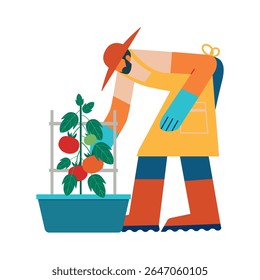 Um homem está colhendo tomates. Ilustração vetorial de conceito caseiro.
