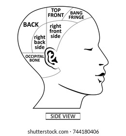 Man head divisions scheme template (side view), vector illustration isolated on white background