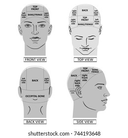 Man head divisions scheme template (front, back, top, side views), vector illustration isolated on white background