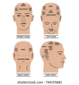 Man head divisions scheme template (front, back, top, side views), vector illustration isolated on white background