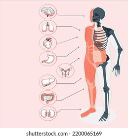 Man Internal Organs Infographic. Human Body Anatomy, Lungs, Kidneys, Heart, Brain, Liver, Male And Female Reproductive Illustration Set Anatomy Infographic. Anatomical Internal Organs.