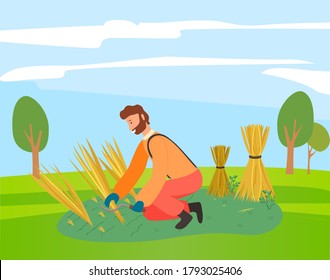 A man mower with a scythe cuts grain crop and binds in sheaf. Farmer wearing in overalls harvesting ears of wheat on the field. Agricultural worker, autumn harvest. Ecological farming and manual labor