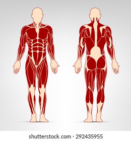 Man muscles vector illustration. Detailed illustration of human muscles. Best for fitness training gym.