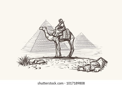 Man on Camel in desert near Pyramids illustration. Vector.