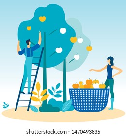 Man on Ladder Plucks Apples from Tree. Woman near Big Basket Apples. Vector Illustration. Natural Products. New Technologies. Grow Fruits. Farm Business. Working Together in Garden.