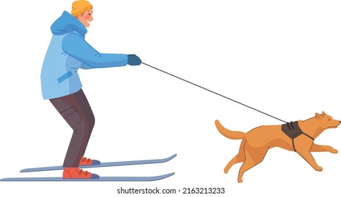 Man on skies pulling by dog. Winter walk fun isolated on white background