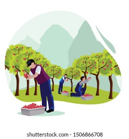 Man pick some fruit on the garden. Concept for farm house. Concept for business, Flat style vector illustration isolated on white background, suitable for wallpaper, banner, book illustration