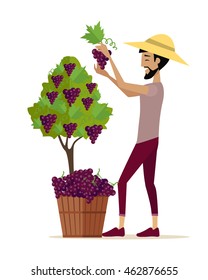 Man picking grape during wine harvest. Harvesting icon. Smiling vintner harvesting a bunch of red grapes in vineyard. Isolated object in flat design on white background. Vector illustration.