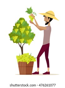 Man picking grape during wine harvest. Harvesting icon. Smiling vintner harvesting a bunch of white grapes in vineyard. Isolated object in flat design on white background. Vector illustration.