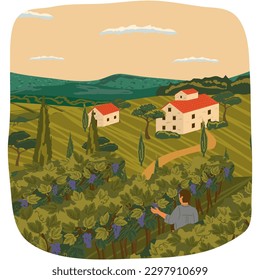 Hombre recogiendo uva en el paisaje de viñedos rurales