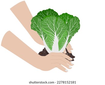 man planting cabbage in the ground