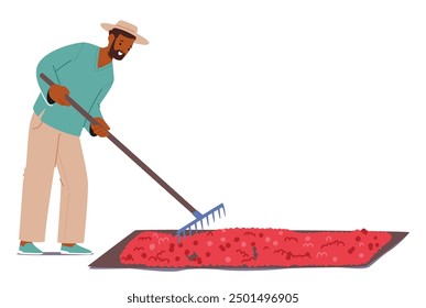 Man Raking Freshly Harvested Coffee Beans Spread Out On A Large Drying Bed Under The Sun. Male Worker Character In A Light Blue Shirt Happily Working. Cartoon People Vector Illustration