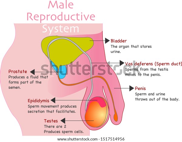Man Reproduction System Male Reproductive Organs Stock Vector Royalty